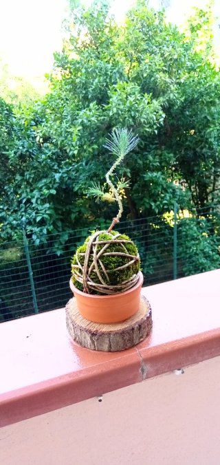 Mini bonsai kokedama