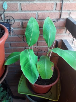 Planta platanera en maceta