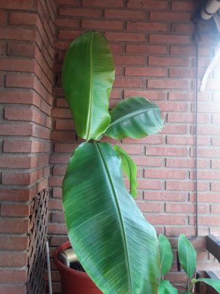 Planta platanera en maceta