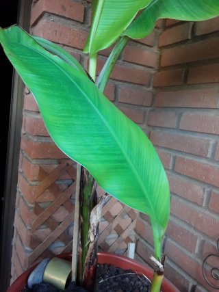 Planta platanera en maceta