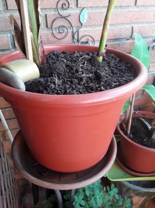 Planta platanera en maceta