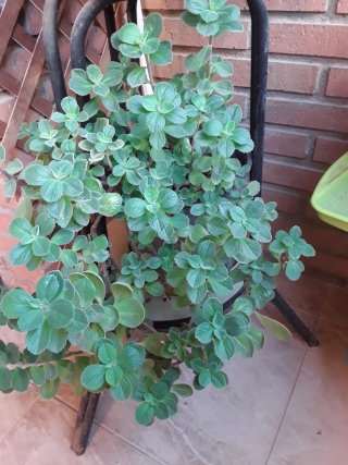 Planta platanera en maceta