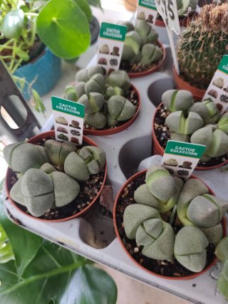 Plantas suculentas
