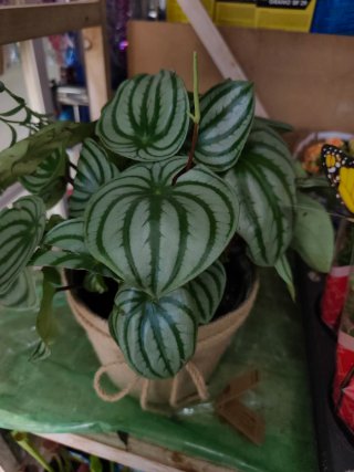 Planta Peperomiawatermelon