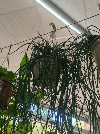 Planta colgante verde