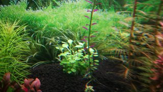 Lobelia Cardinalis Mini (Planta de Acuario)