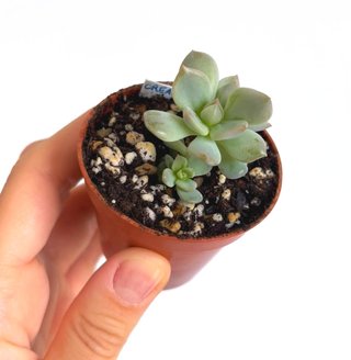 Echeveria Cream Puff (baby, 3 rosetas)