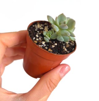 Echeveria Cream Puff (baby, 3 rosetas)