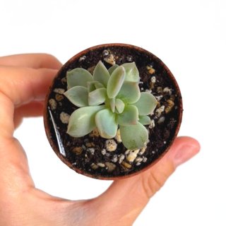 Echeveria Cream Puff (baby, 3 rosetas)