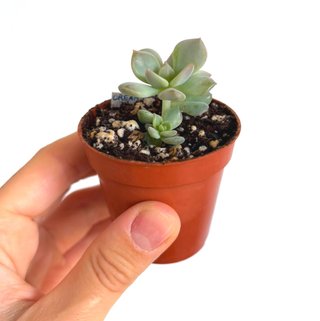 Echeveria Cream Puff (baby, 3 rosetas)