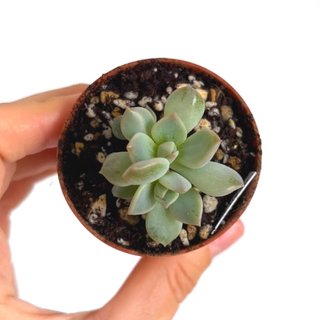 Echeveria Cream Puff (baby, 3 rosetas)