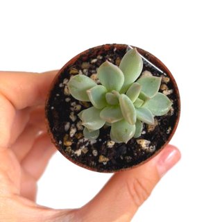 Echeveria Cream Puff (baby, 3 rosetas)