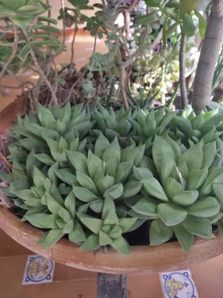 Esquejes Haworthia