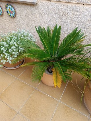 Planta con maceta de barro