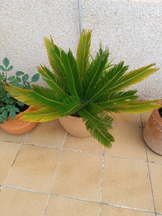 Cyca revoluta