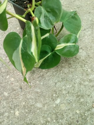 Philodendron Rio variegado