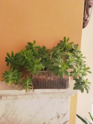 Planta Suculenta Sedum Palmeri