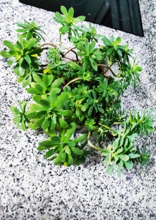 Planta Suculenta Sedum Palmeri