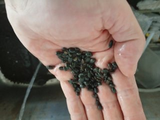 Grava para acuario SERA Antracita 5,5 l.