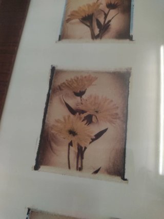 Cuadro Decorativo Flores Beige y Marrón