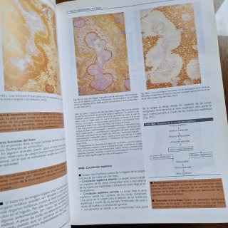 Lote libros de Anatomía Marban: Sobotta + Lippert