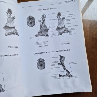 Lote libros de Anatomía Marban: Sobotta + Lippert