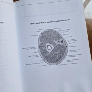 Lote libros de Anatomía Marban: Sobotta + Lippert