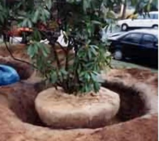 Servicio de trasplante y arranque de plantas