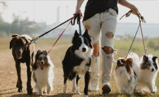 Cuidadora de perros