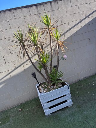 Palmera decorativa en maceta blanca