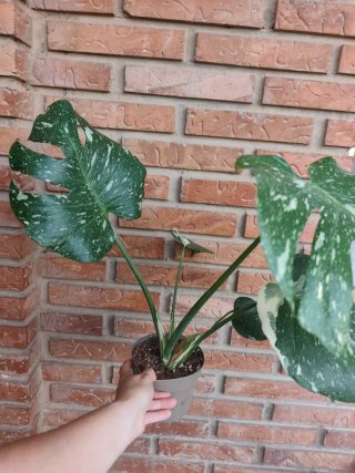 Monstera Thai Constellation plantita sana