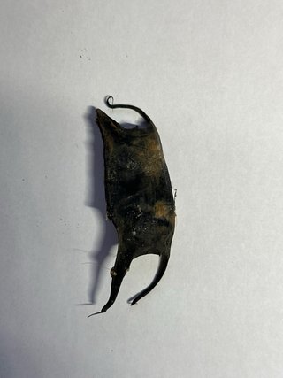 Huevo de Manta Raya