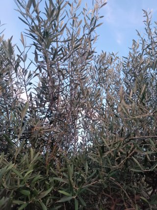 Olivo ornamental
