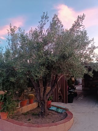 Olivo ornamental