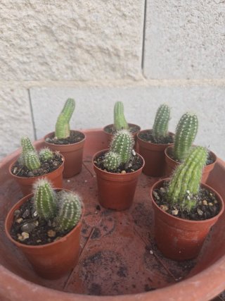 Cactus en maceta