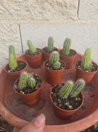 Cactus en maceta