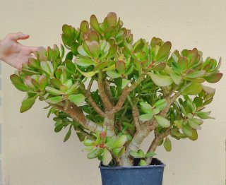 Árbol de Jade (Crassula Ovata).
