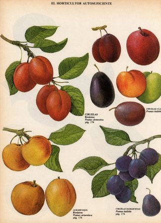 ENCICLOPEDIA COMPLETA "NATURALEZA" ED. BLUME