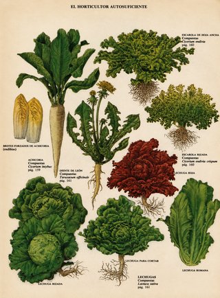 ENCICLOPEDIA COMPLETA "NATURALEZA" ED. BLUME