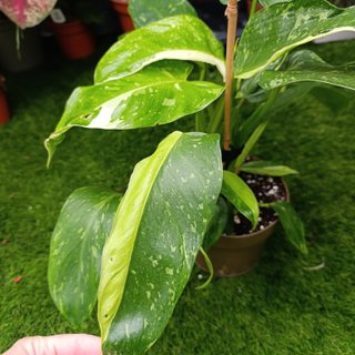 Grande - Philodendron Jose Buono