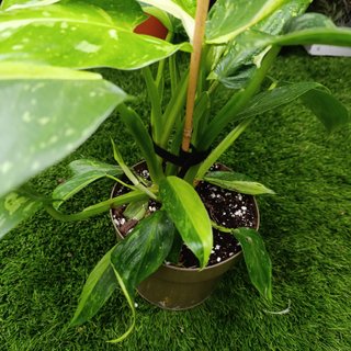 Grande - Philodendron Jose Buono
