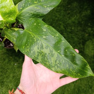 Grande - Philodendron Jose Buono