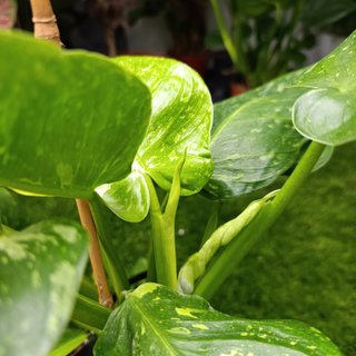 Grande - Philodendron Jose Buono