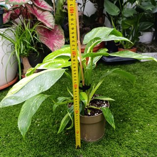 Grande - Philodendron Jose Buono