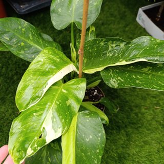 Grande - Philodendron Jose Buono