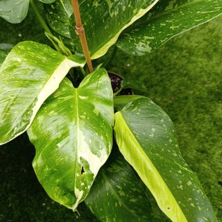 Grande - Philodendron Jose Buono