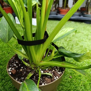Grande - Philodendron Jose Buono