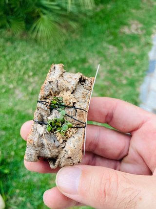 Barbosella miersii