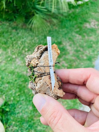 Barbosella miersii