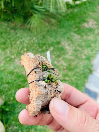 Barbosella miersii